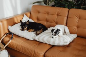 benefits of allowing pets in airbnb